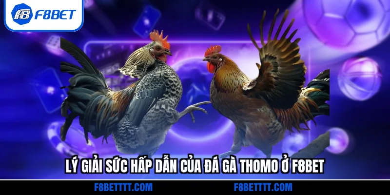 Lý giải sức hấp dẫn của Đá gà Thomo ở F8BET